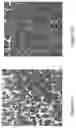 Fig. 08 - Processing optical coherence tomography (OCT) scans