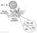 Fig. 01 - Method for hydrophilizing porous membrane and method for manufacturing ion-exchange membrane using same
