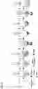 Fig. 07 - Method for preparing highly porous polymer particles for diagnostic applications