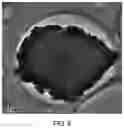 Fig. 06 - ZSM-35 molecular sieve and preparation method thereof