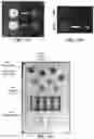 Fig. 17 - Check valves for microfluidic systems and methods thereof