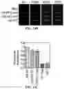 Fig. 20 - Check valves for microfluidic systems and methods thereof