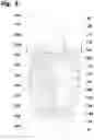 Fig. 04 - Compact linear oscillating water jet