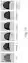 Fig. 09 - Polymer-Collagen Composite Film And Method Of Forming The Same