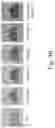 Fig. 12 - Polymer-Collagen Composite Film And Method Of Forming The Same