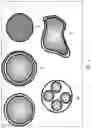 Fig. 07 - Self-healing polishing pad