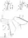 Fig. 04 - Palmar grip