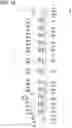 Fig. 11 - Binding tool and file