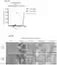 Fig. 02 - KDM4 INHIBITORS