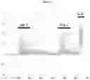Fig. 04 - CXCR4 CHEMOKINE RECEPTOR MODULATORS