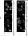 Fig. 25 - CXCR4 CHEMOKINE RECEPTOR MODULATORS