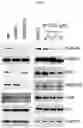 Fig. 04 - PRC1 inhibitors and methods of treatment therewith