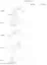Fig. 09 - Modulators of chemokine receptors