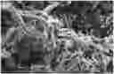 Fig. 01 - Polymorphic form of compound, preparation method and use thereof