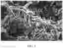 Fig. 04 - Polymorphic form of compound, preparation method and use thereof