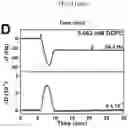 Fig. 07 - Method for making a solid-supported phospholipid bilayer