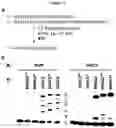 Fig. 06 - Method for the site-specific enzymatic labelling of nucleic acids in vitro by incorporation of unnatural nucleotides