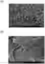 Fig. 01 - Preparation of high purity collagen particles and uses thereof