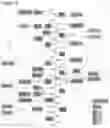 Fig. 07 - Epitope tag and method for detection and/or purification of tagged polypeptides