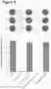 Fig. 09 - Epitope tag and method for detection and/or purification of tagged polypeptides