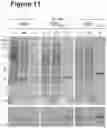 Fig. 12 - Epitope tag and method for detection and/or purification of tagged polypeptides