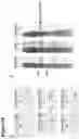 Fig. 20 - Epitope tag and method for detection and/or purification of tagged polypeptides