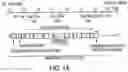 Fig. 02 - VMP-like sequences of pathogenic species and strains