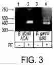 Fig. 06 - VMP-like sequences of pathogenic species and strains
