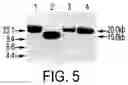 Fig. 09 - VMP-like sequences of pathogenic species and strains