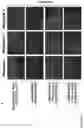 Fig. 47 - Carbohydrate producing plant material