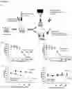 Fig. 07 - Interaction of Draxin and γ-netrins