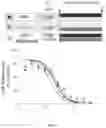 Fig. 06 - Peptidomimetic macrocycles and uses thereof