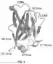 Fig. 10 - Activatable interleukin-2 polypeptides
