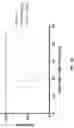 Fig. 41 - Activatable interleukin-2 polypeptides
