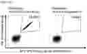 Fig. 34 - IMMUNOTHERAPY WITH B*07 RESTRICTED PEPTIDES AND COMBINATION OF PEPTIDES AGAINST CANCERS AND RELATED METHODS
