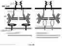 Fig. 22 - Passive antibody dependent cell-mediated activation