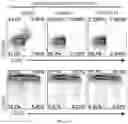 Fig. 37 - Passive antibody dependent cell-mediated activation
