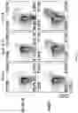 Fig. 48 - Passive antibody dependent cell-mediated activation