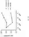 Fig. 56 - Passive antibody dependent cell-mediated activation