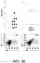 Fig. 07 - COMPOSITIONS AND METHODS FOR MODULATING AN IMMUNE RESPONSE