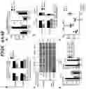Fig. 13 - COMPOSITIONS AND METHODS FOR MODULATING AN IMMUNE RESPONSE