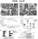 Fig. 14 - COMPOSITIONS AND METHODS FOR MODULATING AN IMMUNE RESPONSE