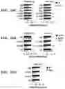 Fig. 33 - COMPOSITIONS AND METHODS FOR MODULATING AN IMMUNE RESPONSE