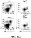 Fig. 43 - COMPOSITIONS AND METHODS FOR MODULATING AN IMMUNE RESPONSE