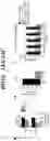 Fig. 44 - COMPOSITIONS AND METHODS FOR MODULATING AN IMMUNE RESPONSE