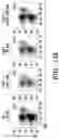 Fig. 46 - COMPOSITIONS AND METHODS FOR MODULATING AN IMMUNE RESPONSE