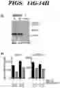 Fig. 48 - COMPOSITIONS AND METHODS FOR MODULATING AN IMMUNE RESPONSE