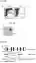 Fig. 04 - ACTIVITY MODULATOR, MEDICINAL AGENT COMPRISING SAME, USE OF CD300A GENE-DEFICIENT MOUSE, AND ANTI-CD300A ANTIBODY