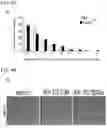 Fig. 07 - ACTIVITY MODULATOR, MEDICINAL AGENT COMPRISING SAME, USE OF CD300A GENE-DEFICIENT MOUSE, AND ANTI-CD300A ANTIBODY