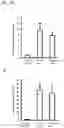 Fig. 55 - ACTIVITY MODULATOR, MEDICINAL AGENT COMPRISING SAME, USE OF CD300A GENE-DEFICIENT MOUSE, AND ANTI-CD300A ANTIBODY